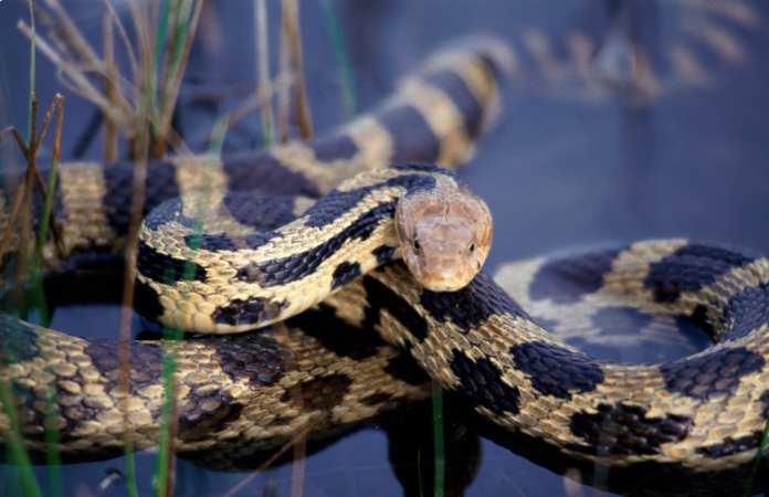 Snakes Snakes