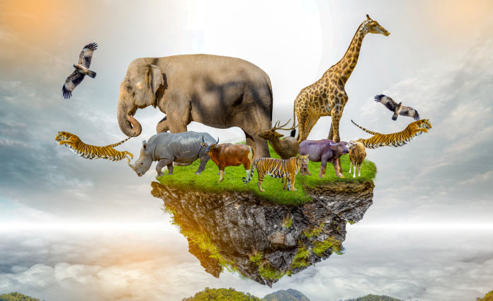 Animal Dreams