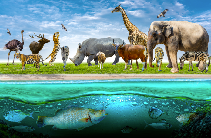 Animals in Dreams