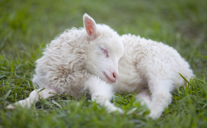 Sheep in Dreams