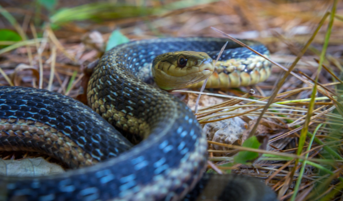 Snakes in Dreams Snakes in Dreams