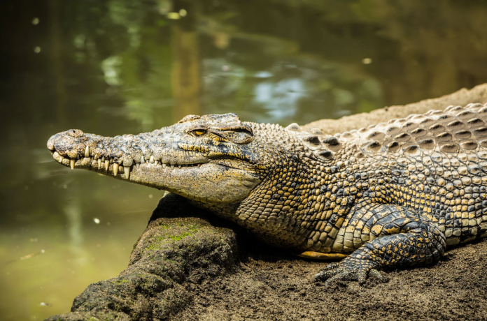 What Does a Crocodile Dream Mean?