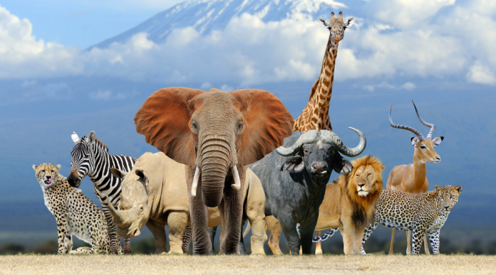 Animal totems Animal totems