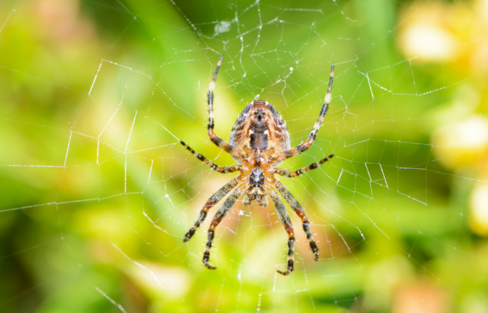 Spiders